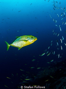 Like a Champagne Super Nova ... Orangespotted Trevally - ... by Stefan Follows 